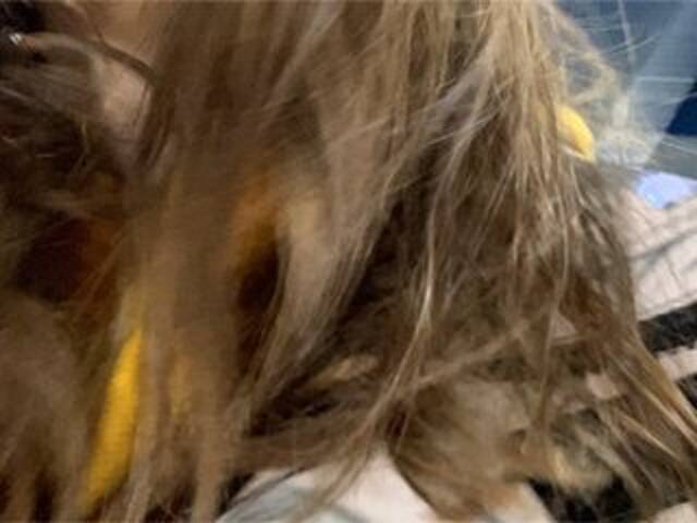 لقطات البث Eliness