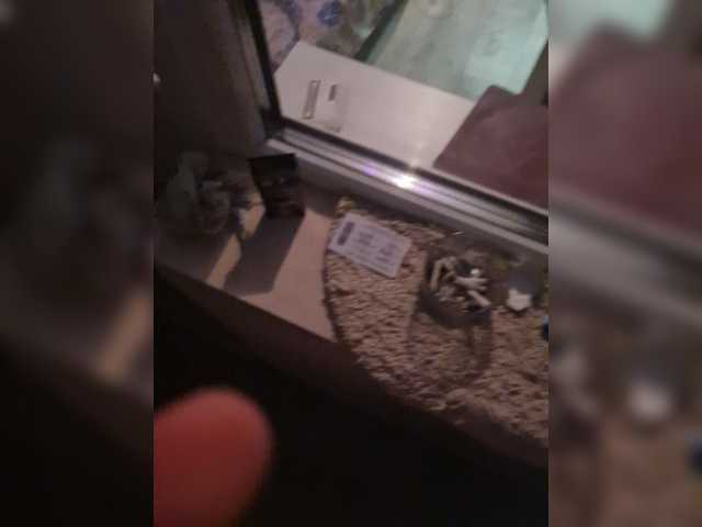 لقطات البث PussyDevil