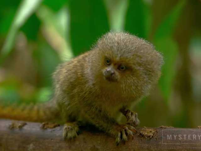 لقطات البث SweetElize