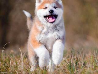 دردشة الفيديو المثيرة Val309a